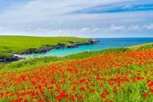 Poppies And Wildflowers Above Porth Joke Cove, Cornwall
