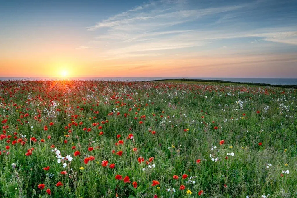 A meadow of wildflowers and poppies above Polly Joke Beach, Cornwall