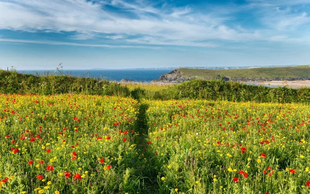 A wildflower meadow on cliffs above Crantock Beach Newquay, Cornwall