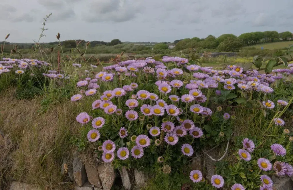 Pink fleabane (also known as seaside daisies), photographed on Marazion Beach, near Penzance, Cornwall